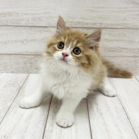 サイベリアンの写真5