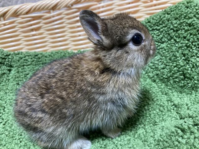 ネザーランドドワーフの写真2