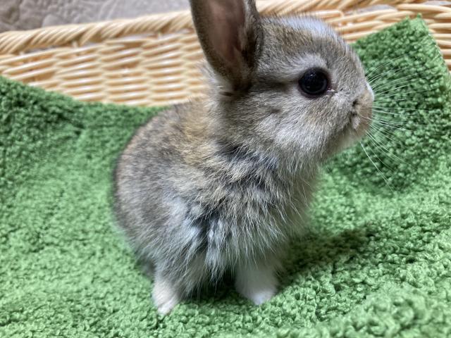 ライオンラビット