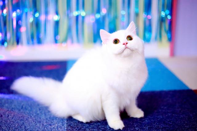 マンチカンの写真3