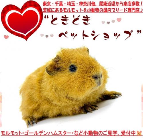 モルモット テディモルモットの写真2