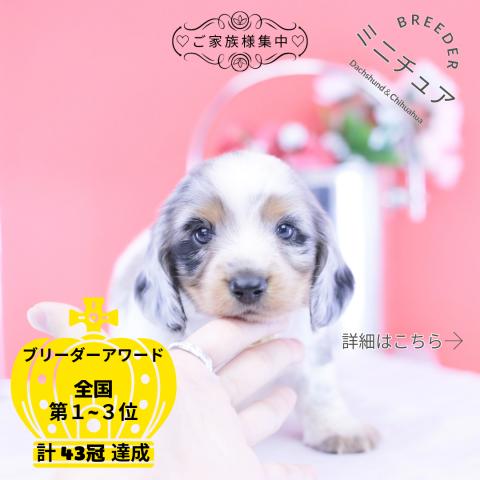 ミニチュアダックスフンド　ロング