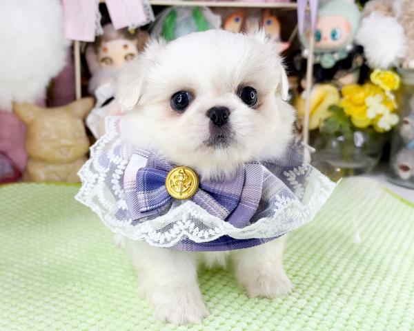 ペキニーズの写真3