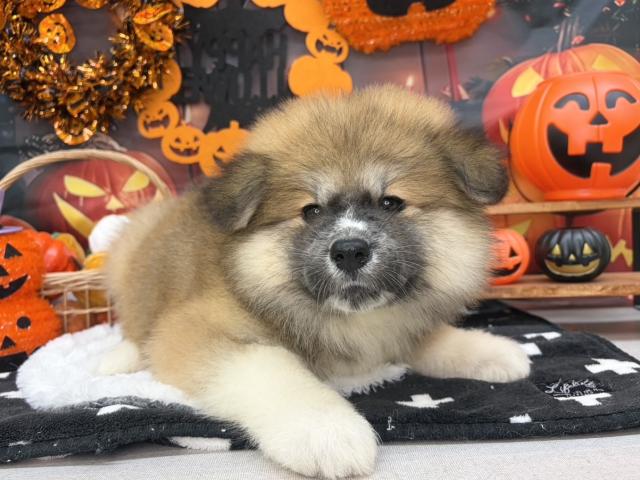 秋田犬の写真2