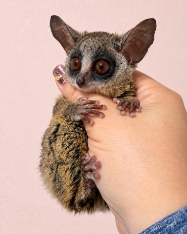 ショウガラゴ