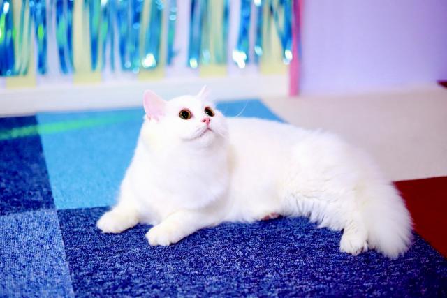 マンチカンの写真5