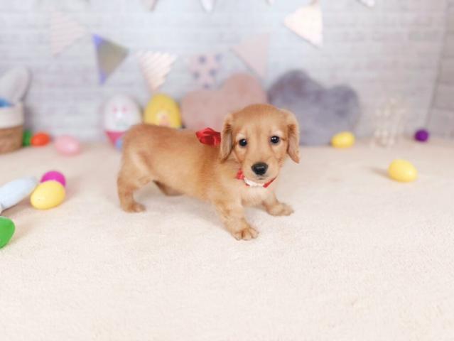 ミニチュアダックスフンドの写真2