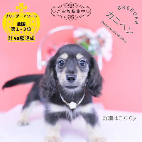 カニヘンダックスフンド ロング