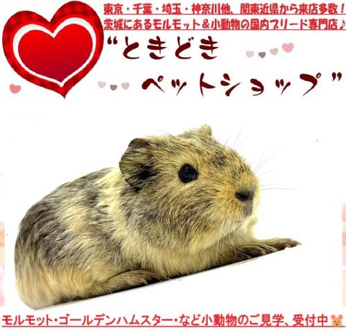 モルモット イングリッシュモルモットの写真2