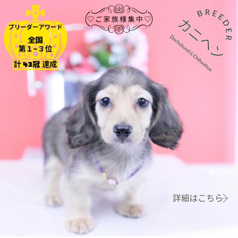 カニヘンダックスフンド ロング
