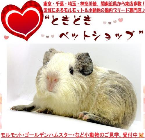 モルモット イングリッシュモルモットの写真2