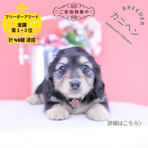 カニヘンダックスフンド　ロング