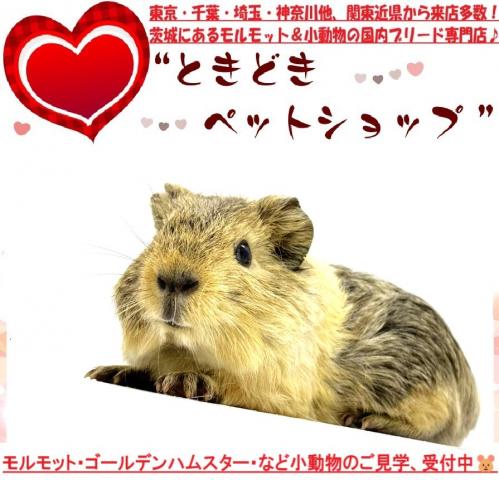 イングリッシュモルモット