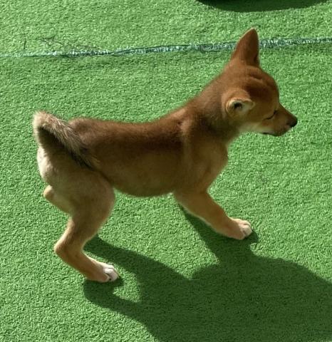 柴犬【全国移送費無料キャンペーン実施中】柴犬🌴お問い合わせ16件入ってます✨の写真2