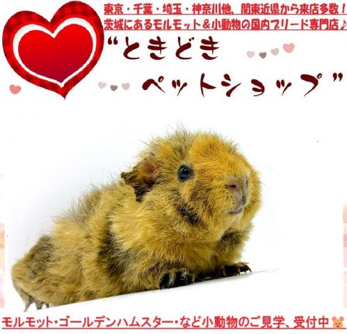 モルモット テディモルモットの写真2