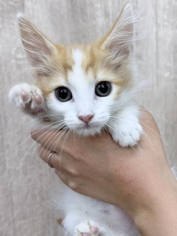 ノルウェージャンフォレストキャット