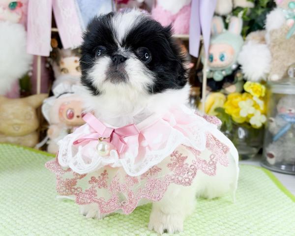 ペキニーズの写真2