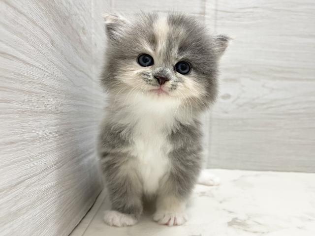 サイベリアンの写真4