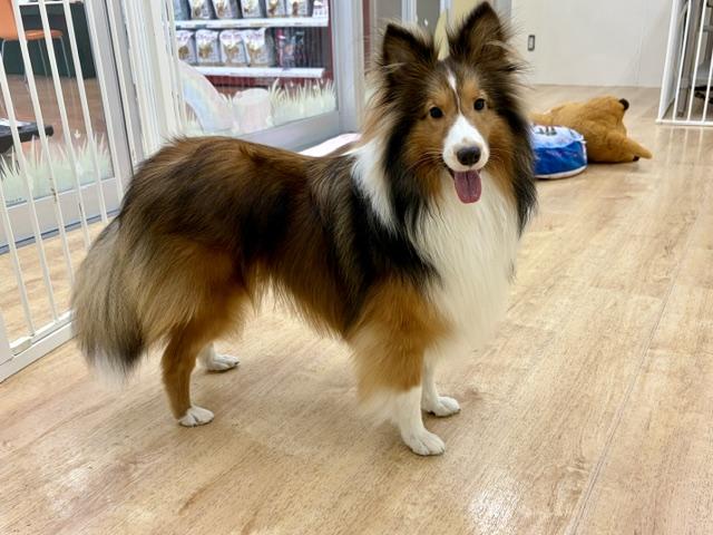 シェットランドシープドッグの写真6