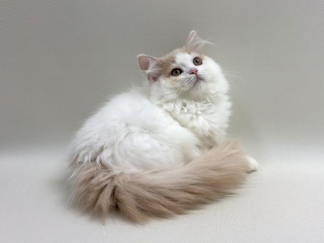 サイベリアン💕猫アレルギー有る方にお勧め猫種💕の写真3