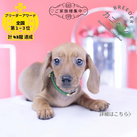 カニヘンダックスフンド スムース
