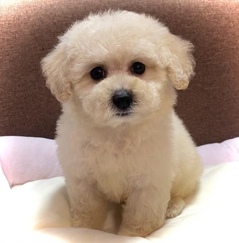 MIX【全国移送費無料キャンペーン実施中】人気のビションプーくん🌴おトイレを覚えた賢い子🌴お問い合わせ18件入ってます✨