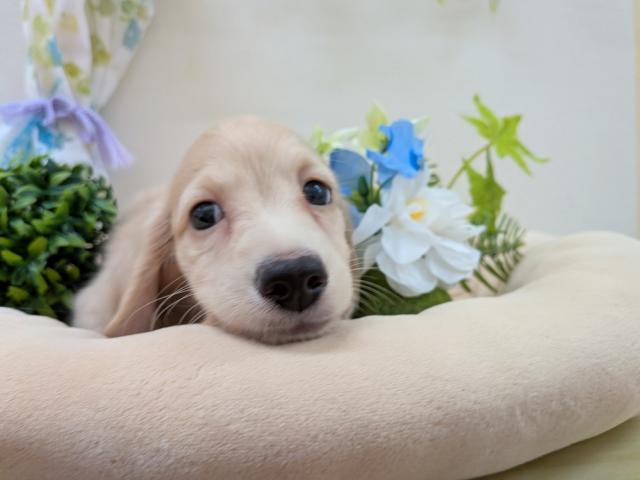 ミニチュアダックスフンドの写真2