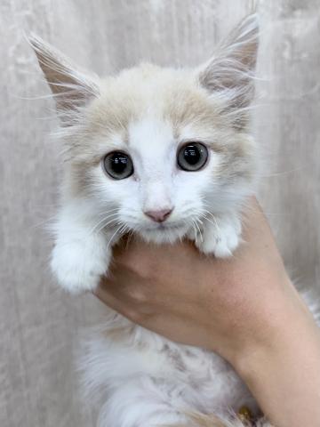 ノルウェージャンフォレストキャット