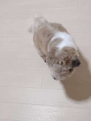 シーズーの写真2