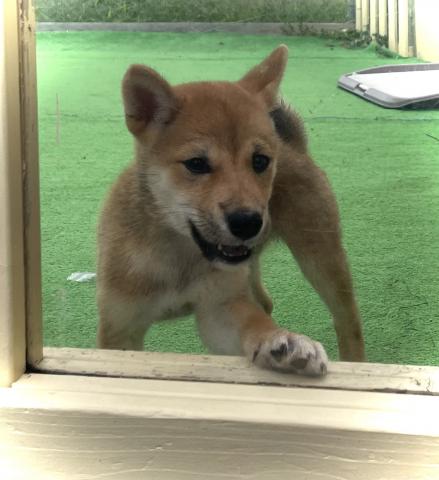 柴犬【全国移送費無料キャンペーン実施中】柴犬🌴お問い合わせ16件入ってます✨の写真3