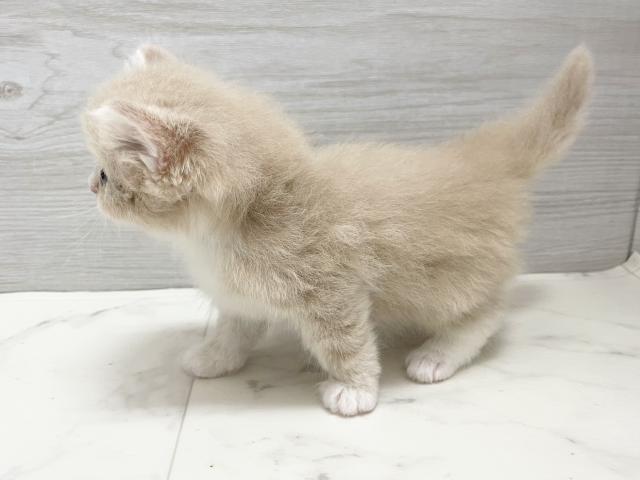 サイベリアンの写真2