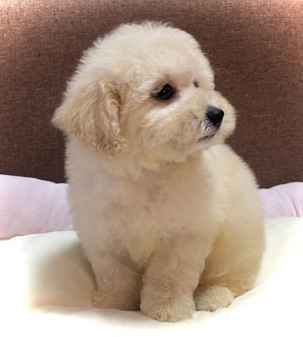 MIX【全国移送費無料キャンペーン実施中】人気のビションプーくん🌴おトイレを覚えた賢い子🌴お問い合わせ18件入ってます✨の写真2