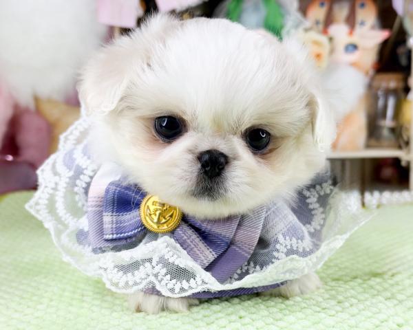 ペキニーズの写真2