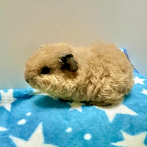 テディロシアン（スモーク）モルモット