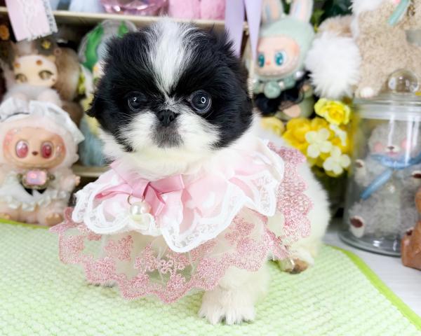 ペキニーズの写真6
