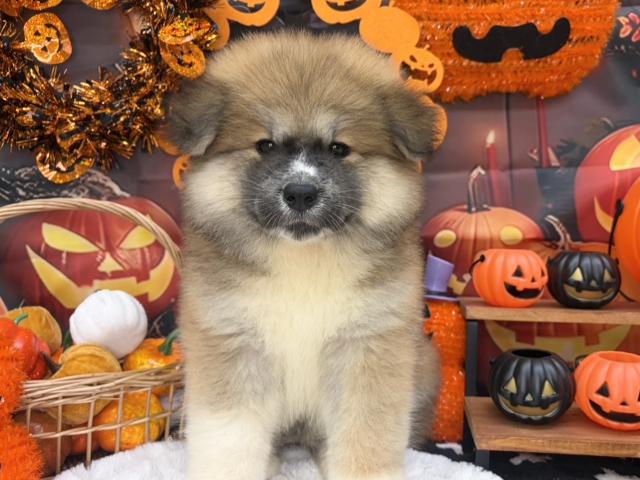 秋田犬の写真4