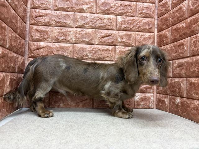 ミニチュアダックスフンドの写真4