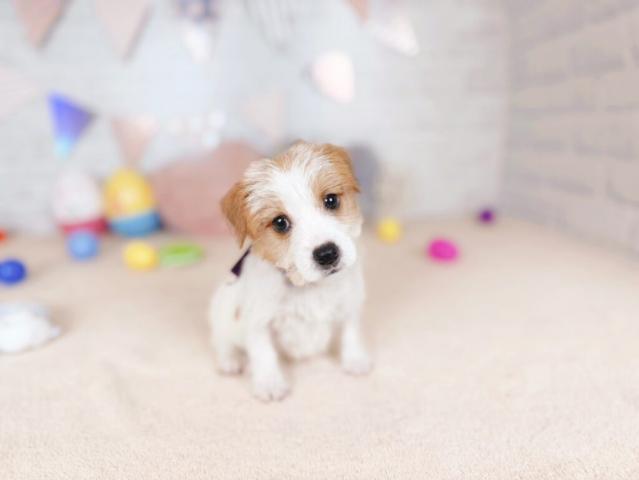 ジャックラッセルテリアの写真4