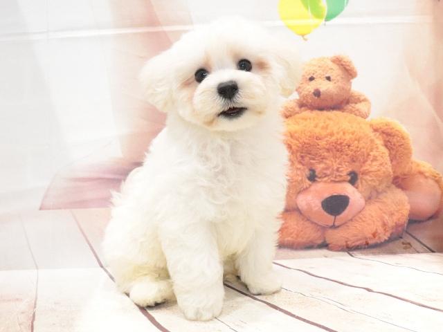 MIXの写真2