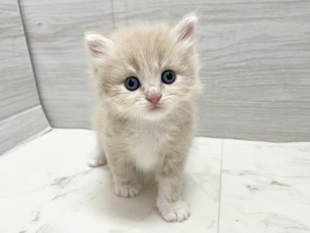 サイベリアンの写真5