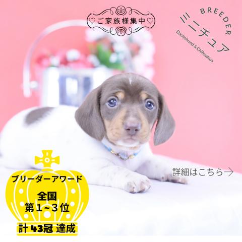 ミニチュアダックスフンド　スムース