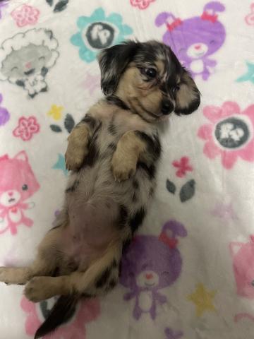 カニンヘンダックスフンドの写真5