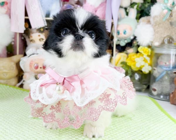 ペキニーズの写真3