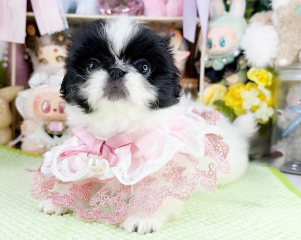ペキニーズの写真4