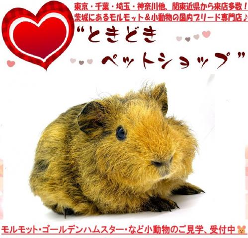 モルモット テディモルモットの写真2