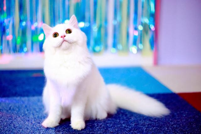 マンチカンの写真6