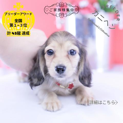 カニヘンダックスフンド ロング