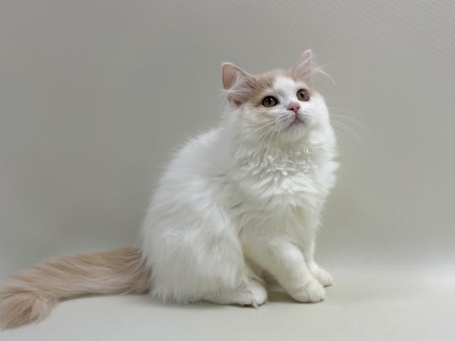 サイベリアン💕猫アレルギー有る方にお勧め猫種💕の写真2