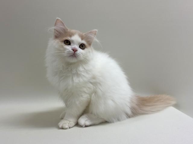 サイベリアン💕猫アレルギー有る方にお勧め猫種💕の写真4