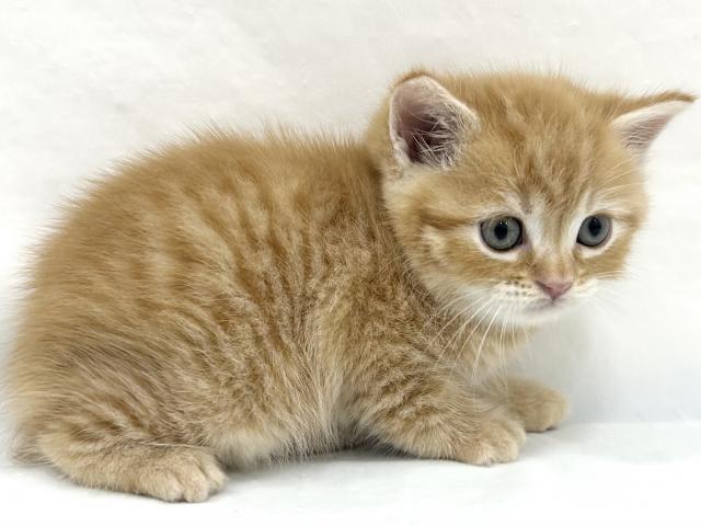 マンチカンの写真3